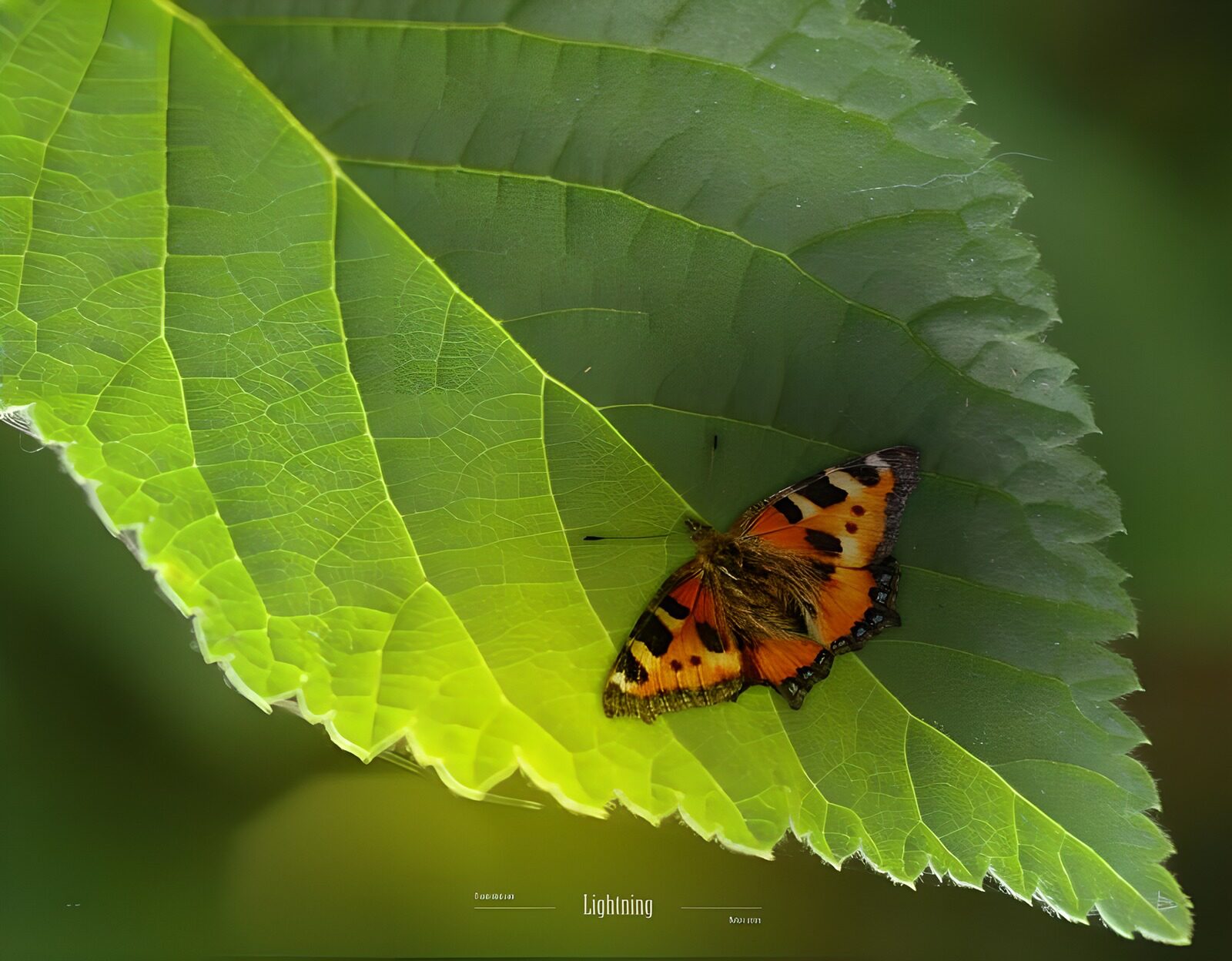 WCUK47233: Lightning-Nature 107-007
