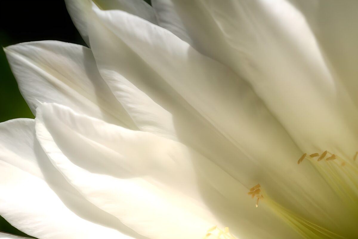 WCUK44518: Flower photo 57