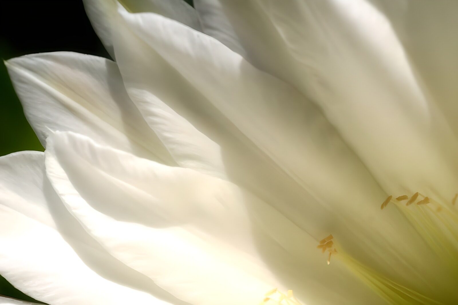 WCUK44518: Flower photo 57