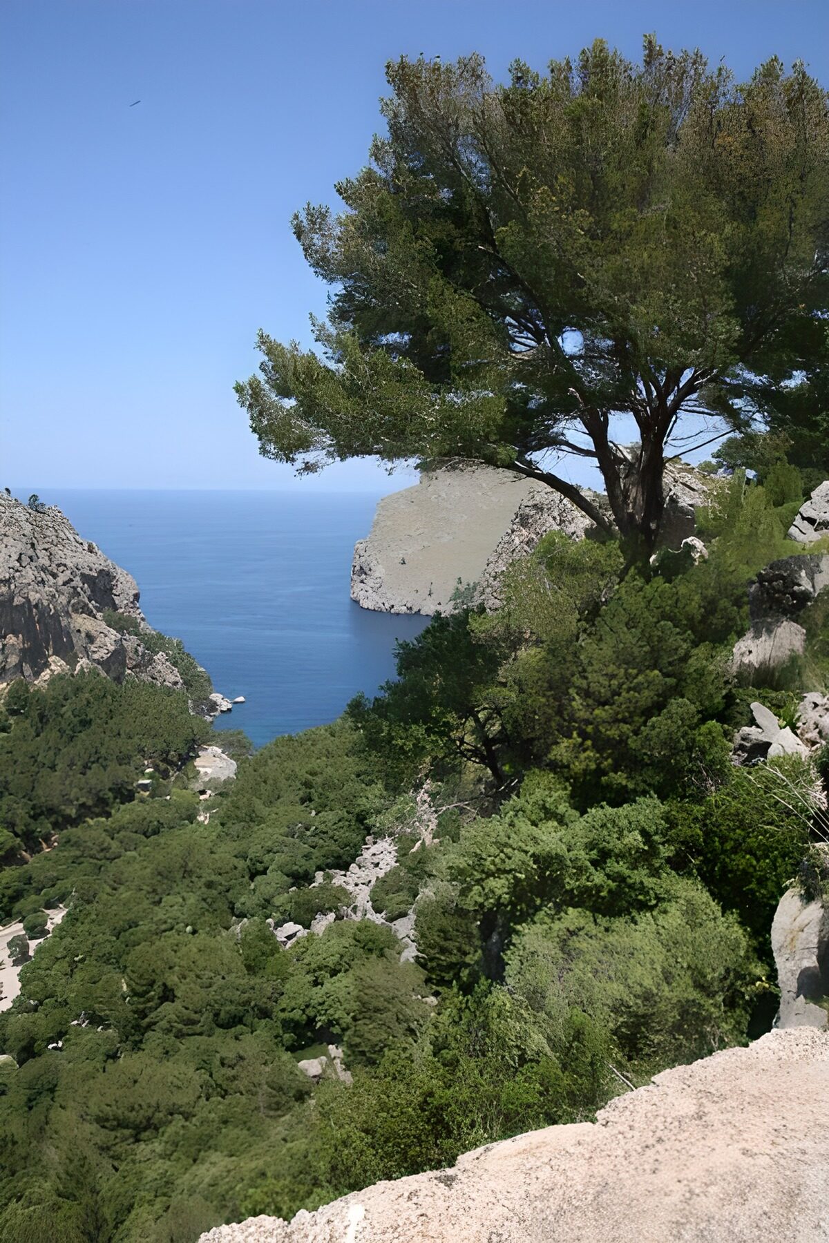 Panoramic view across the sea ,tree and bushes 1