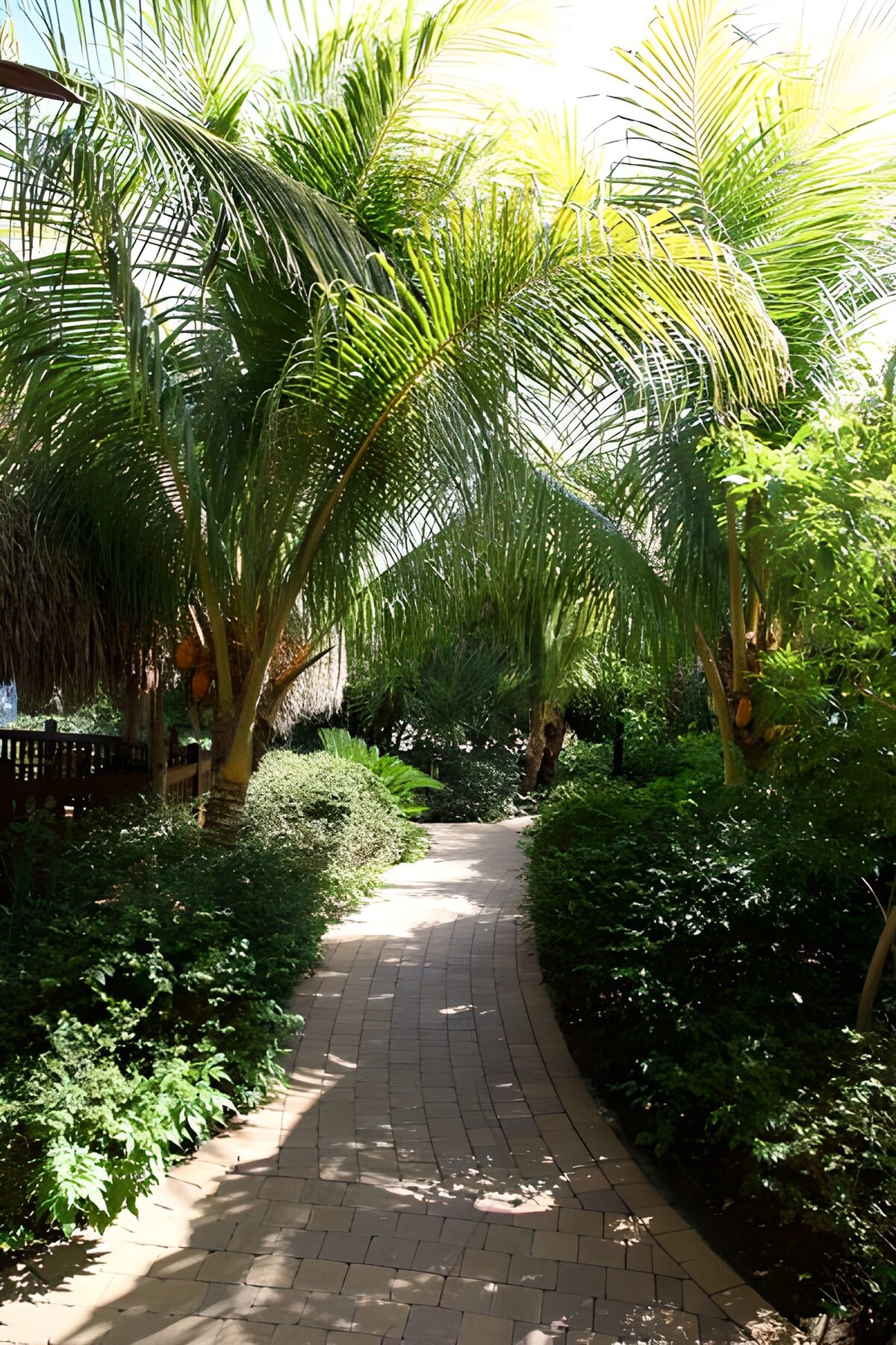 WCUK15207: Path through palm trees with green foliage