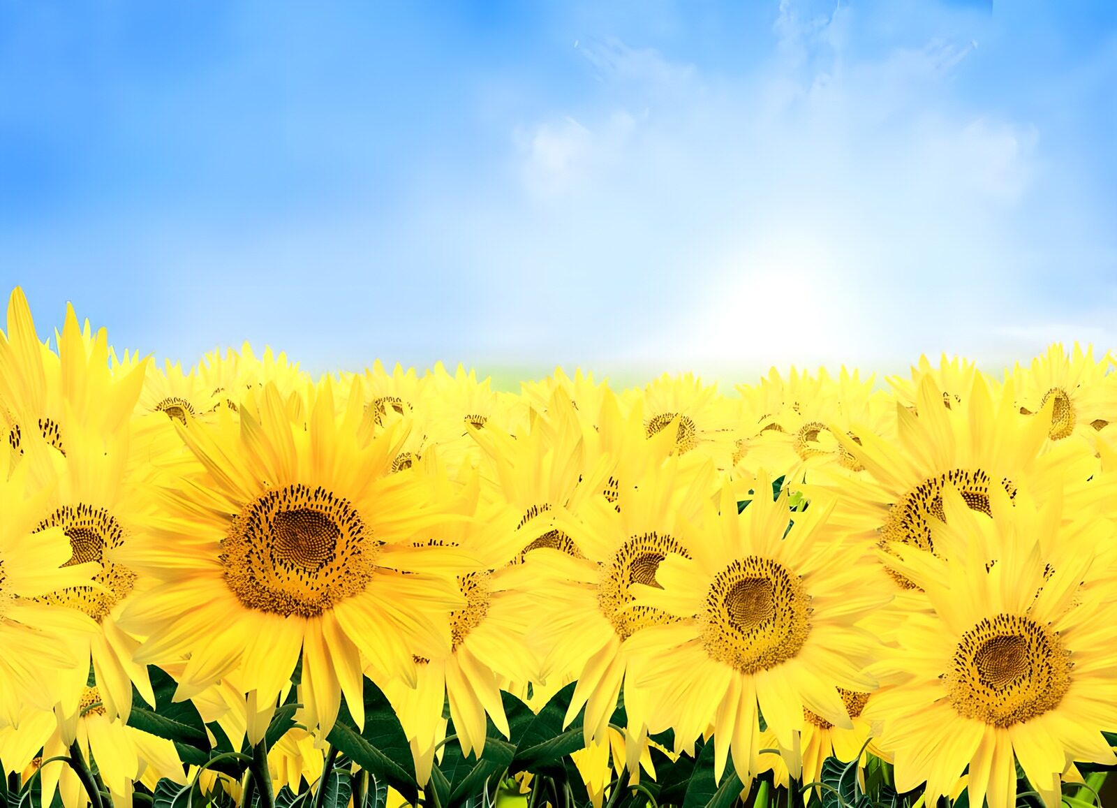 WCUK58618: A number of sunflowers in a field with blue sky