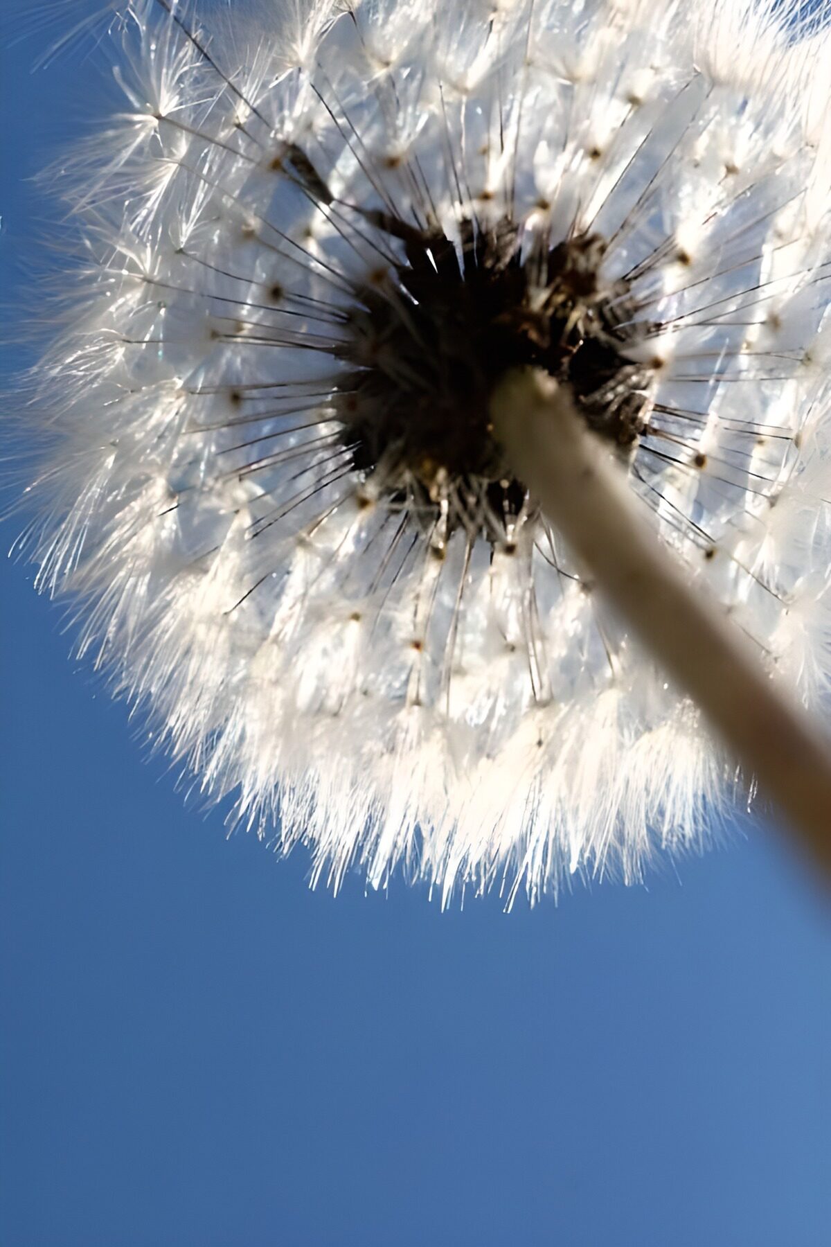WCUK45392: Flower photo 141
