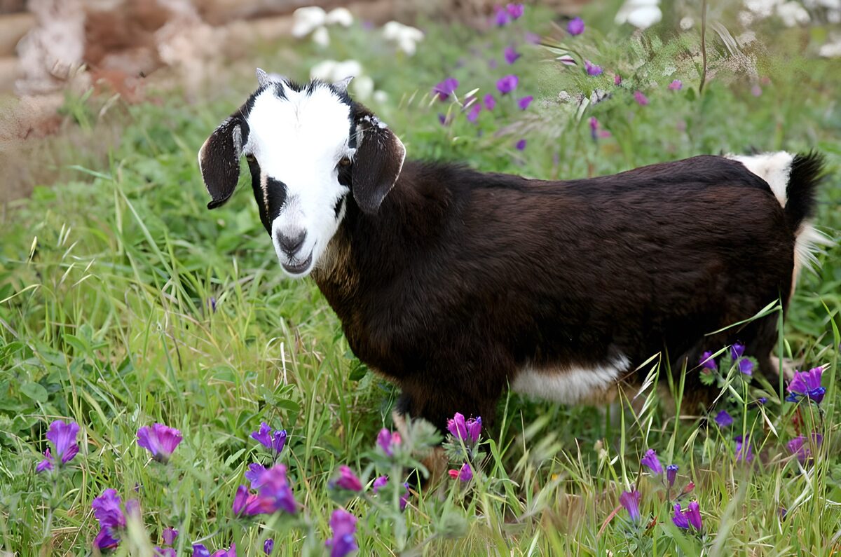 WCUK26655: Goat in field with purple flowers