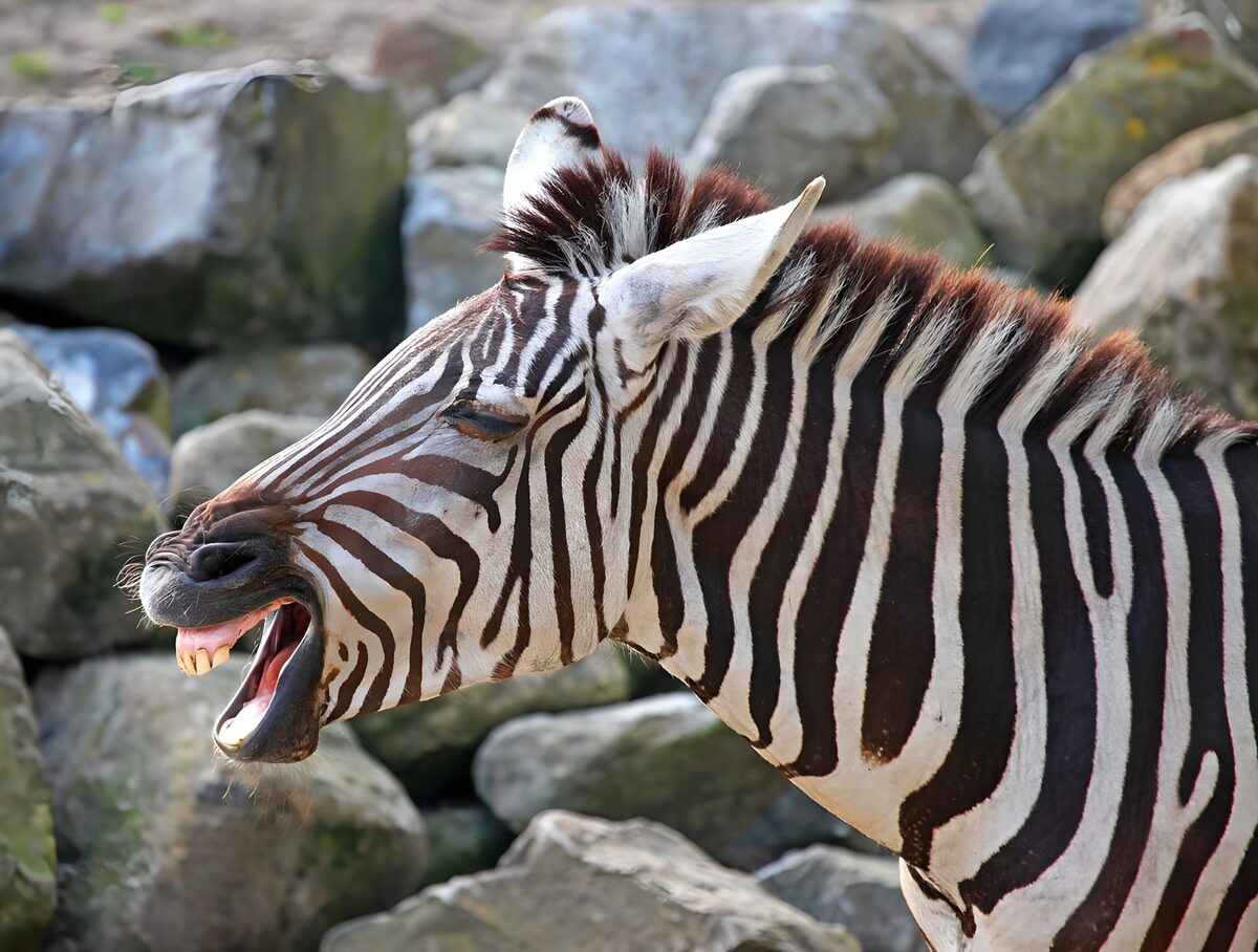 WCUK59805: Close up of Zebra