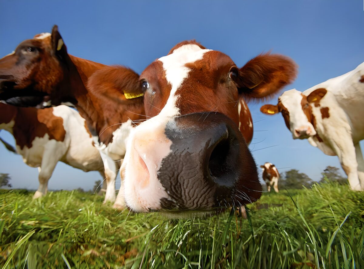 WCUK99029: Cow looking into camera lens