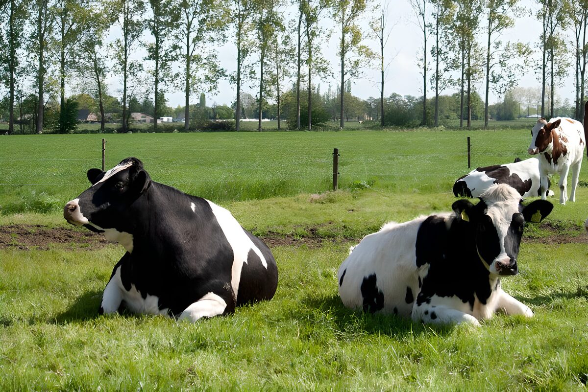 WCUK87035: Cow 11