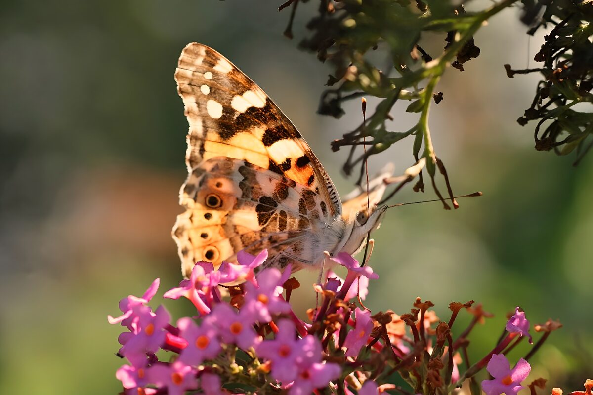 WCUK63193: Butterflies 16