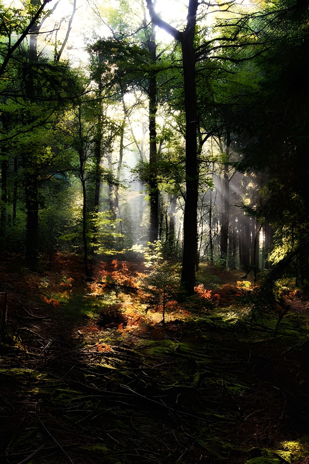 WCUK75903: Forest & Parks 31