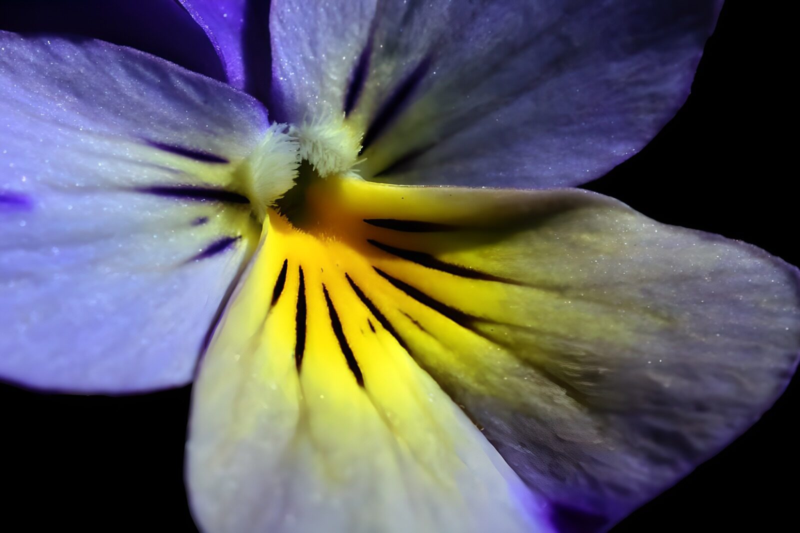 WCUK31097: Flower photo 56