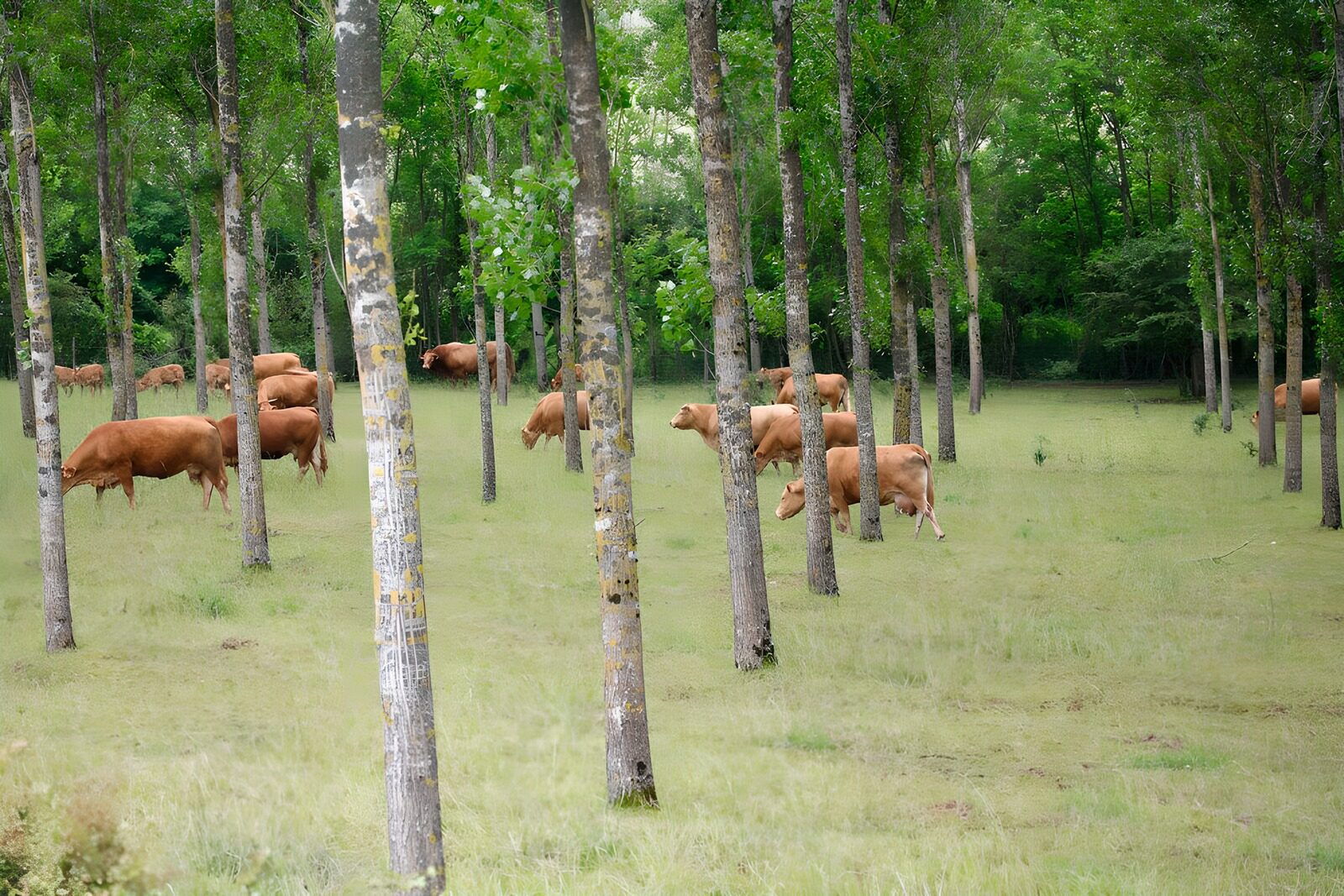 WCUK95578: Wild cows in the woods between the trees version 2