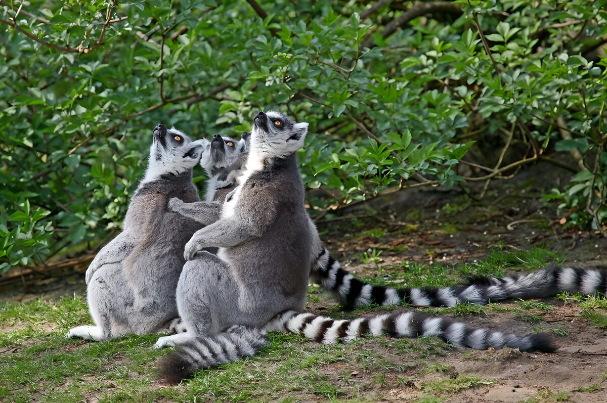 WCUK37142: Group of Lemurs  watching the sky