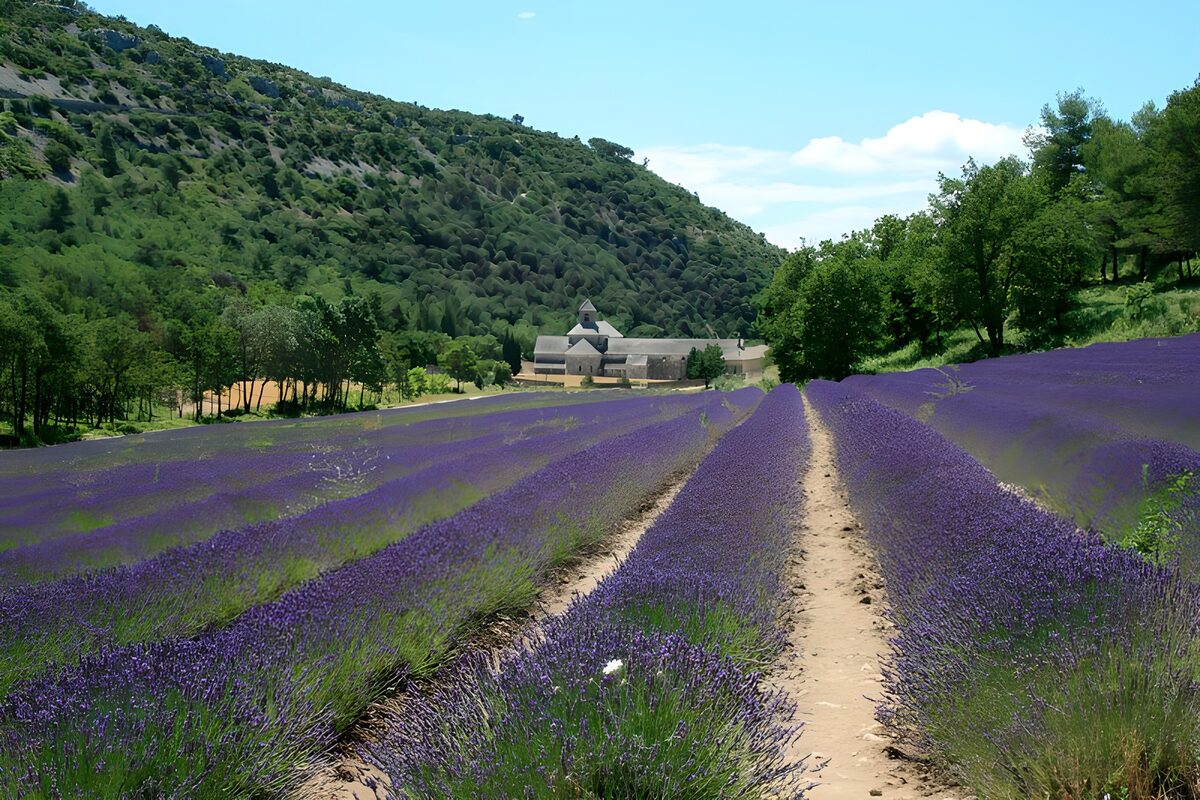 WCUK28616: Lavender fields 5