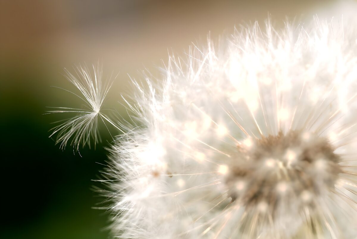 WCUK68074: Flower photo 40