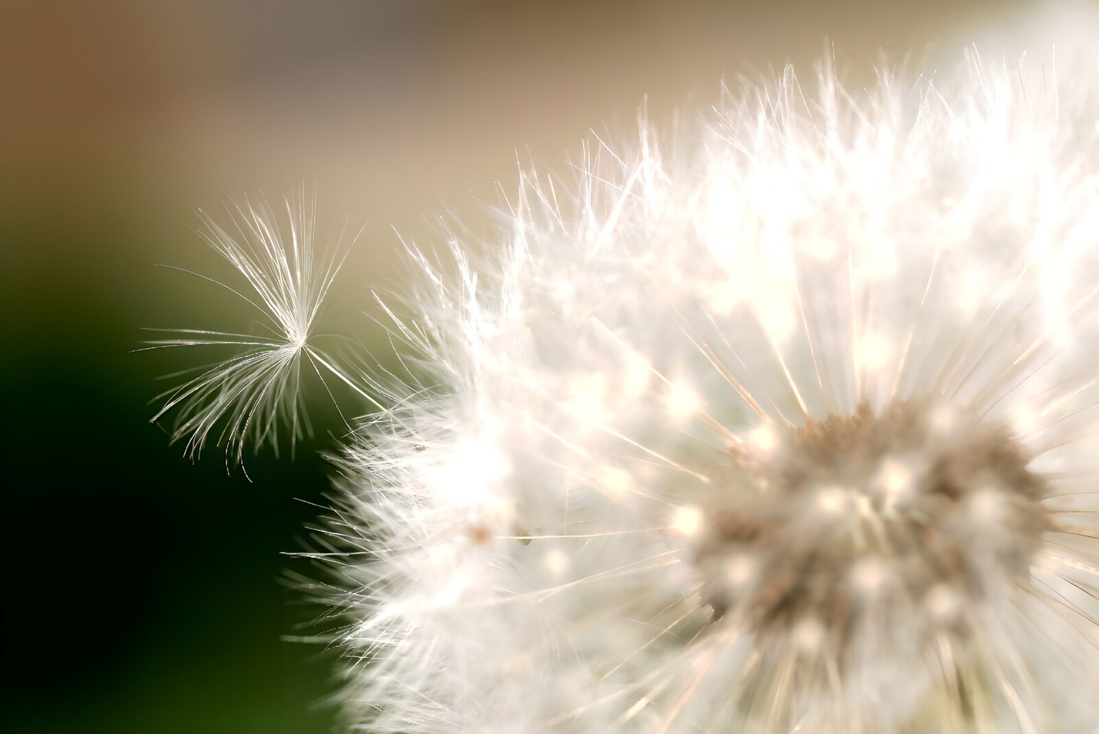 WCUK68074: Flower photo 40