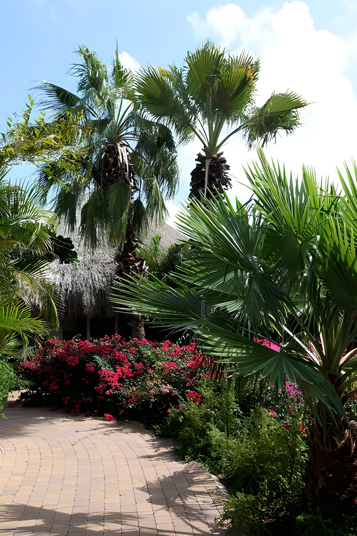 WCUK63535: Palm trees ,blue sky, path with flowers