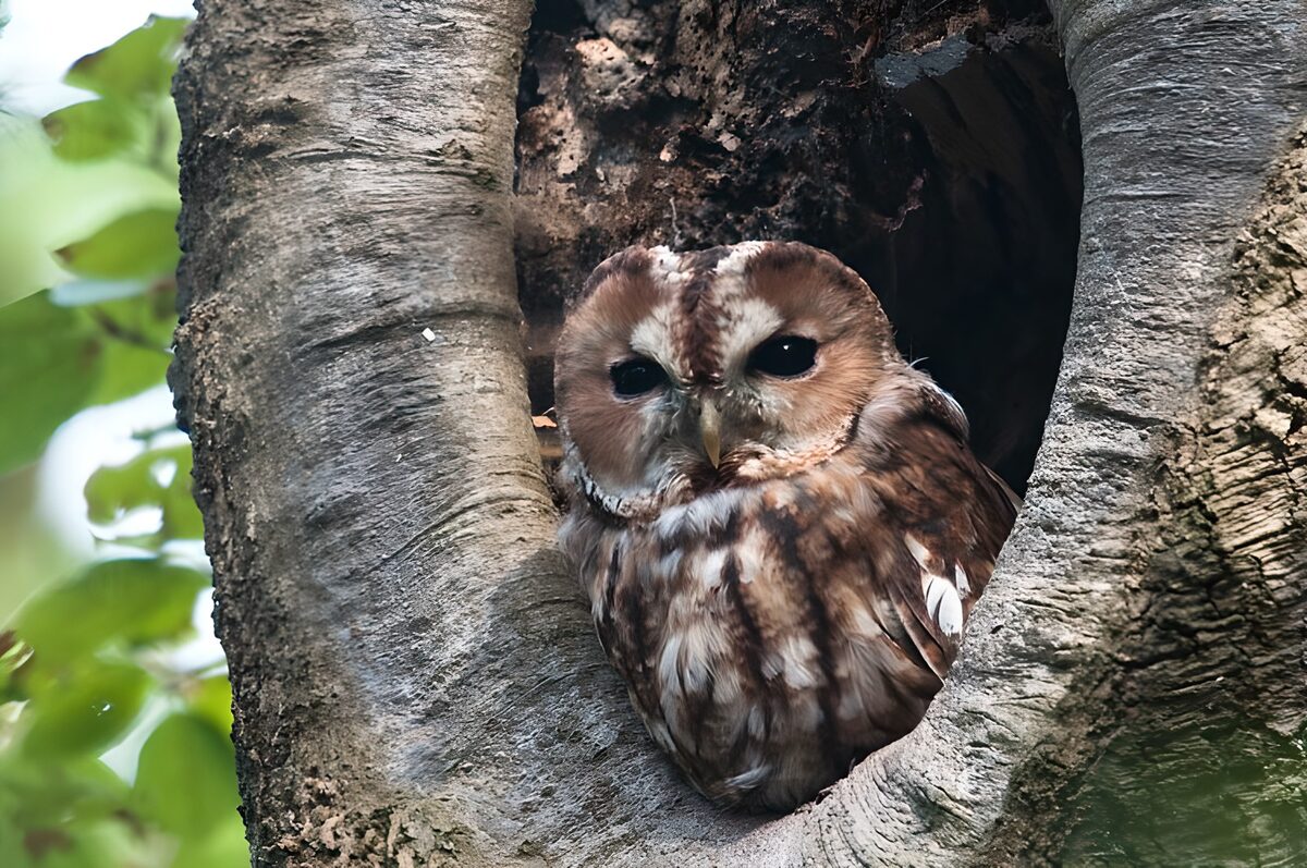WCUK14816: Owl in tree hollow