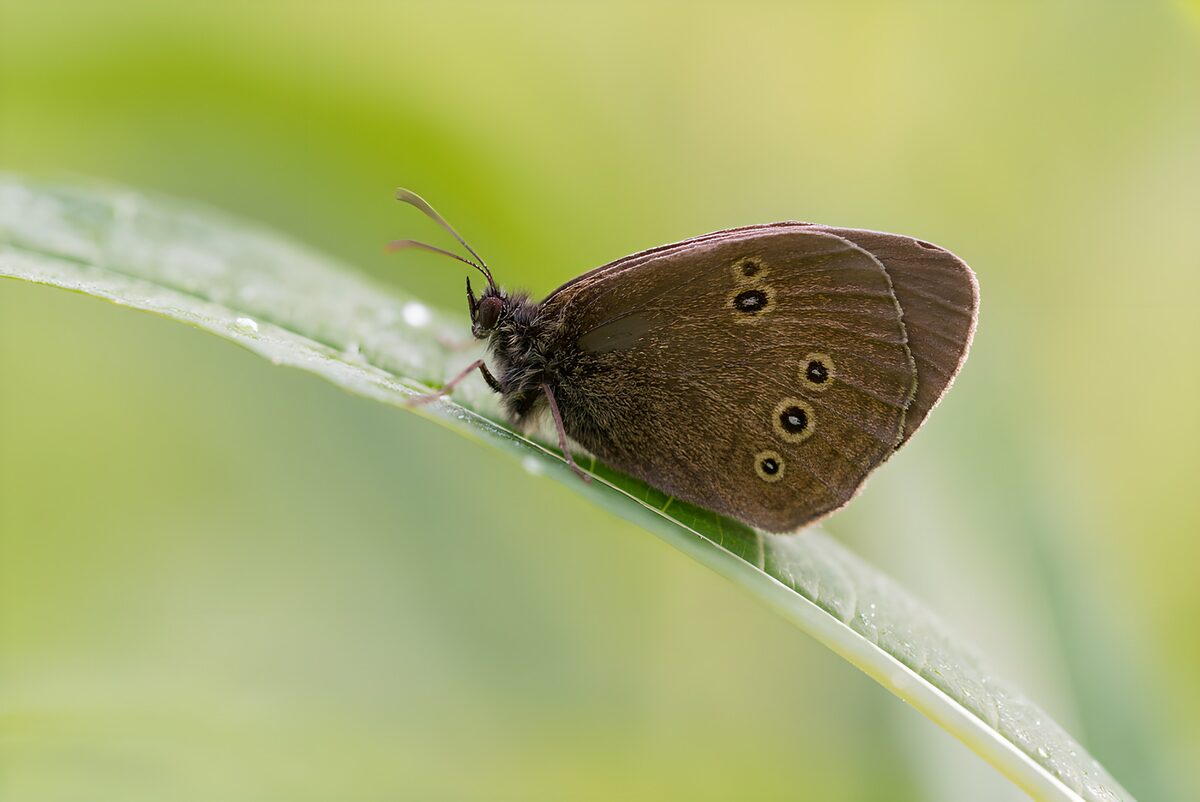 WCUK73077