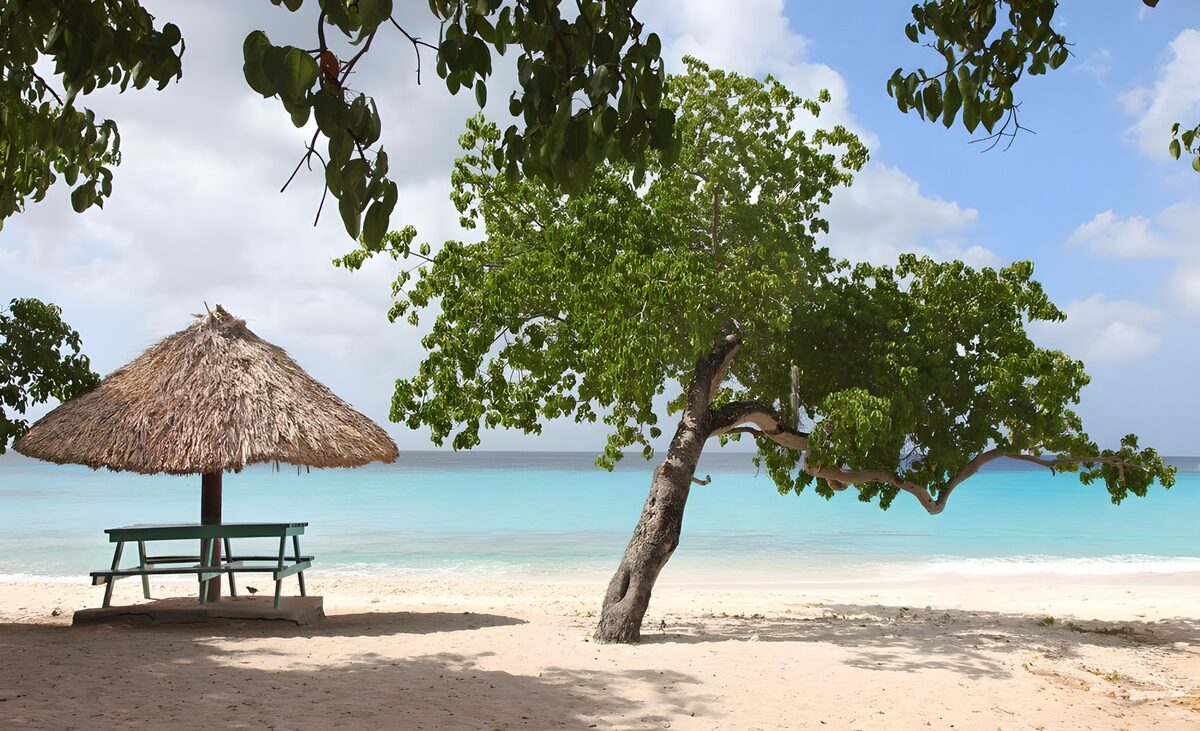 WCUK59043: Tree and Parasol made of reed at the Caribbean version 1