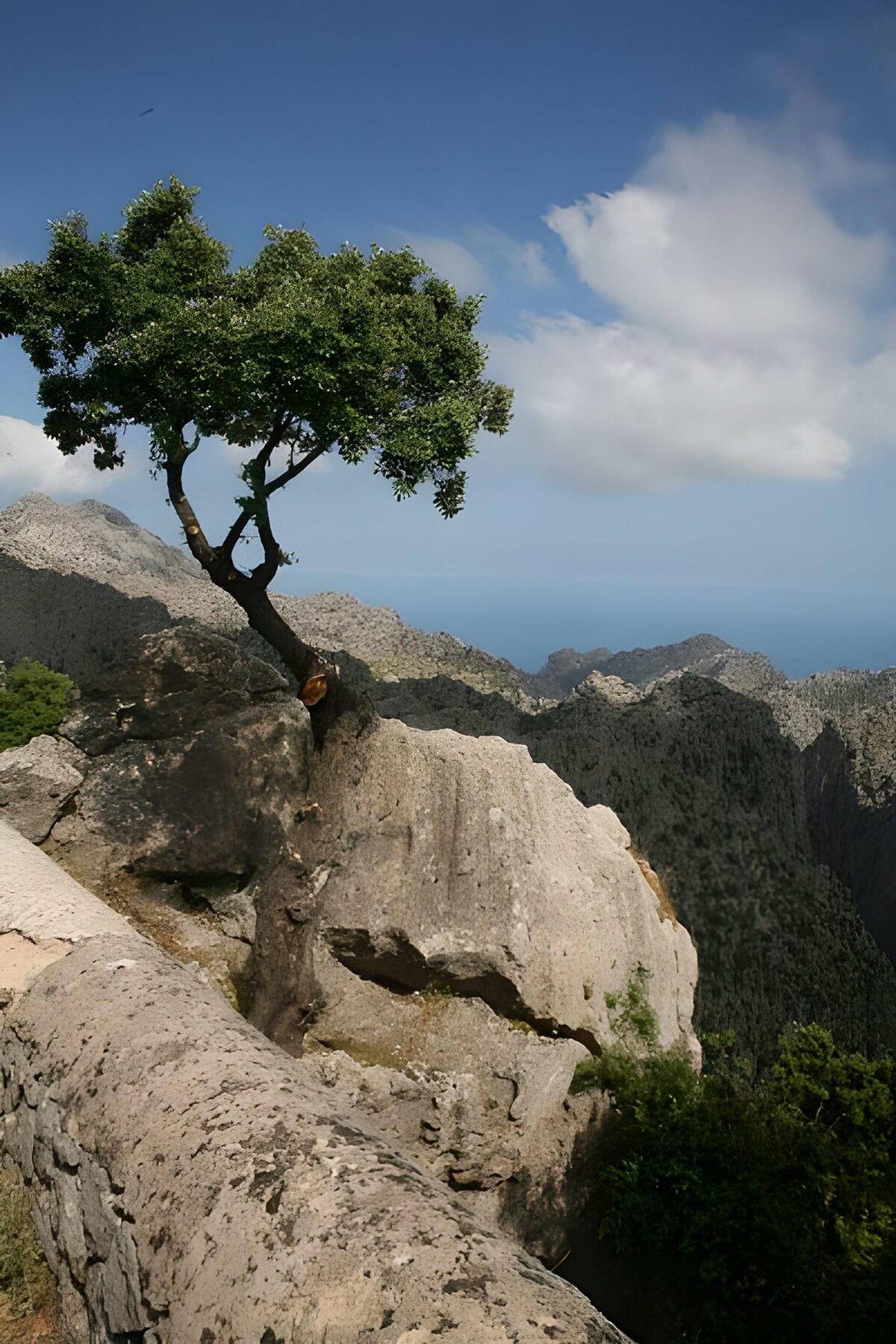 WCUK45215: Lone tree growing on rock, view over the mountains