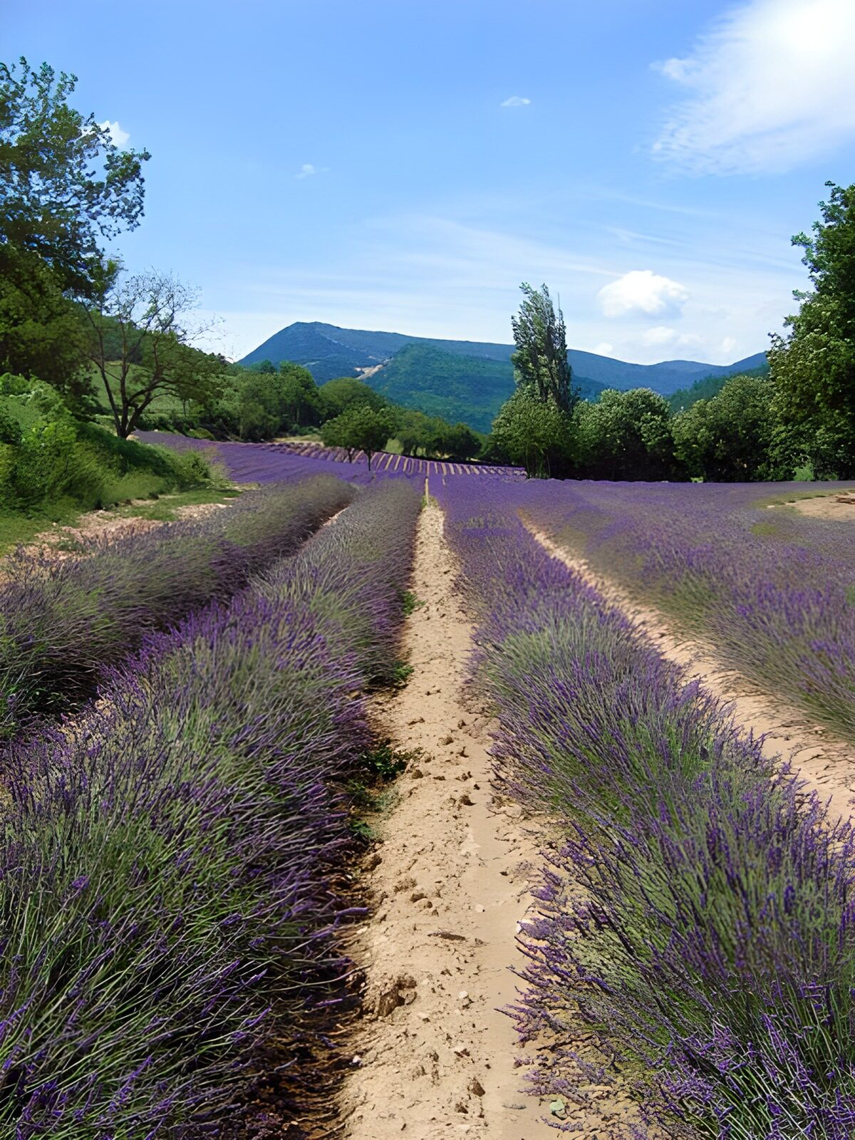 WCUK79644: Lavender fields 8
