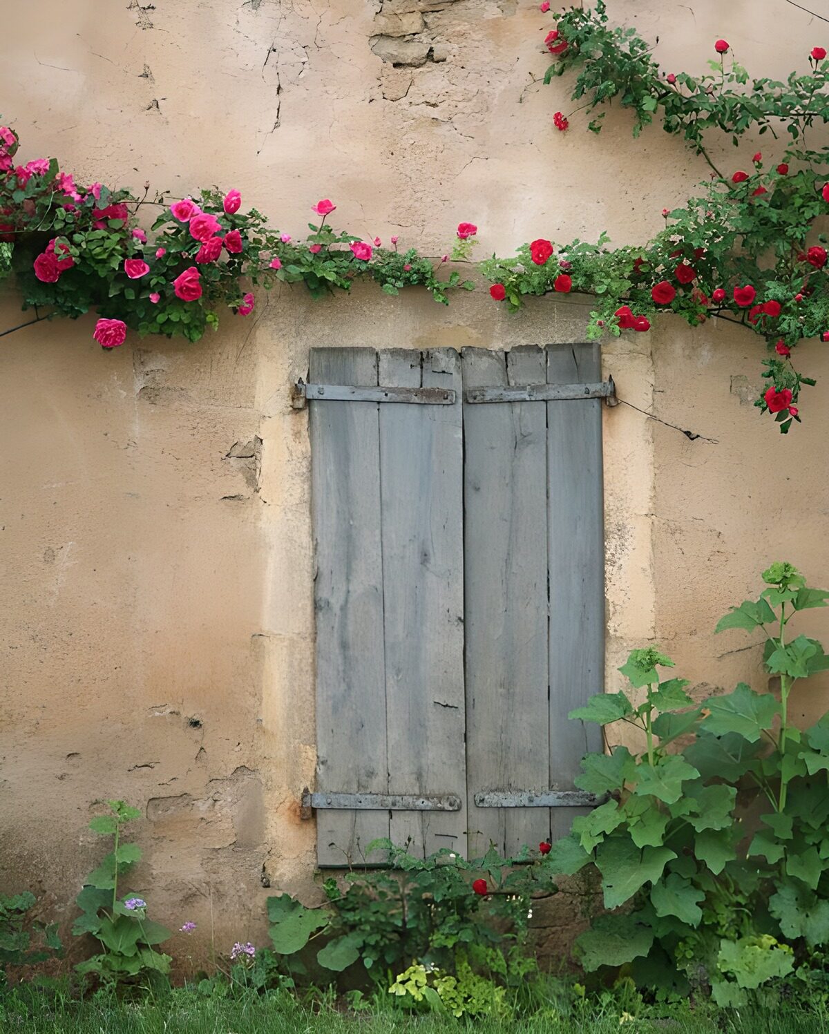 WCUK95261: Closed window with shutters, roses along the wall