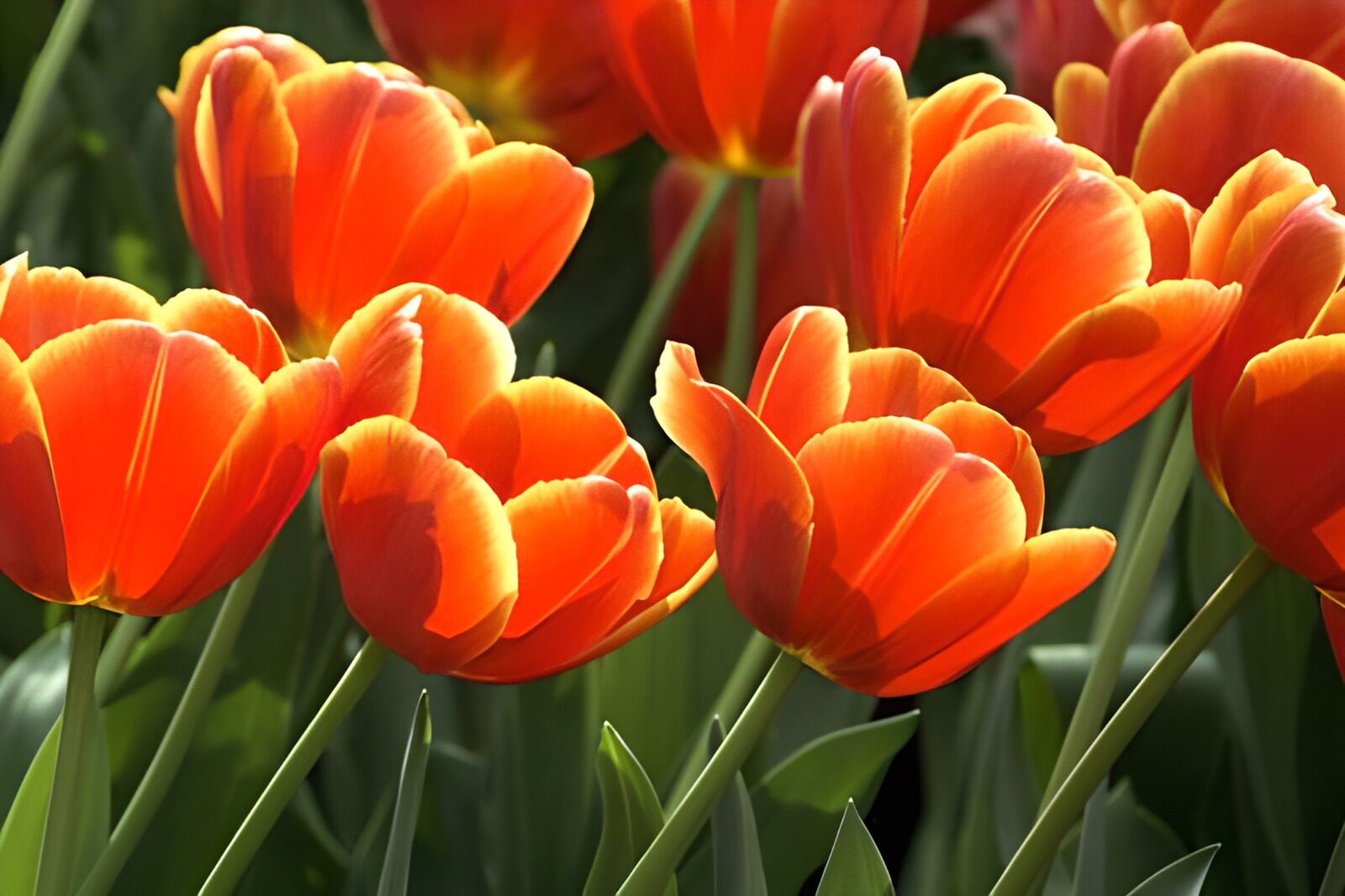WCUK21400: Flower photo 64
