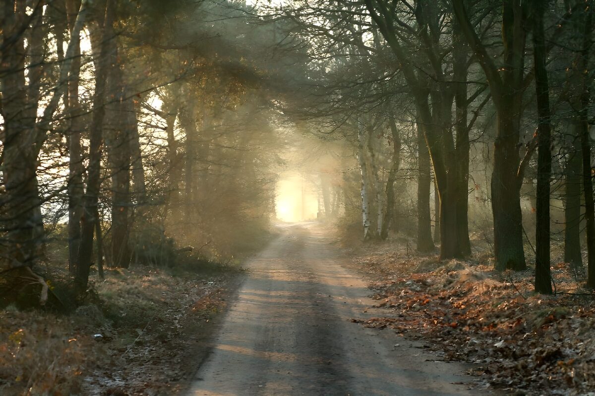 WCUK81796: Forest & Parks 54