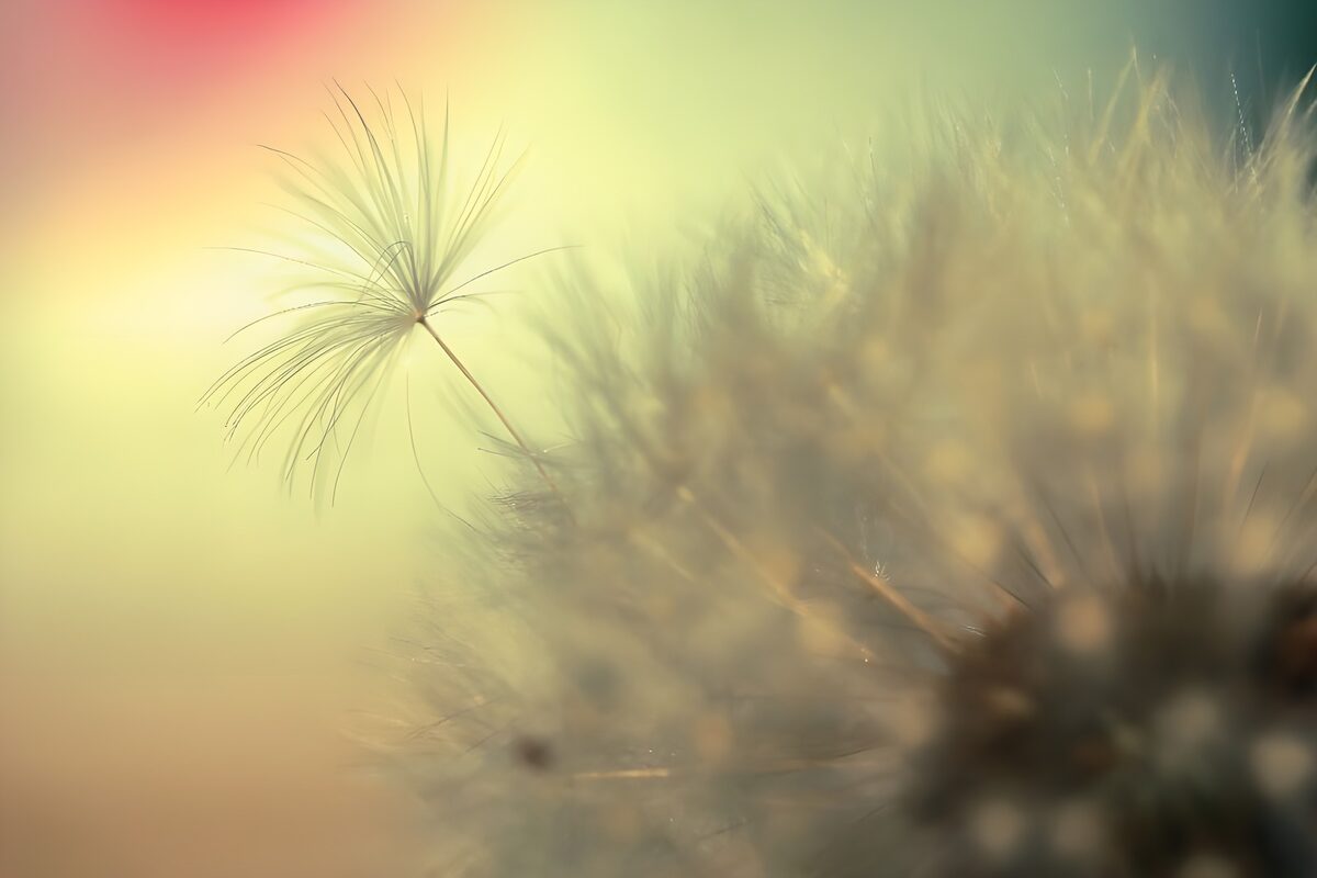 WCUK54757: Flower photo 44