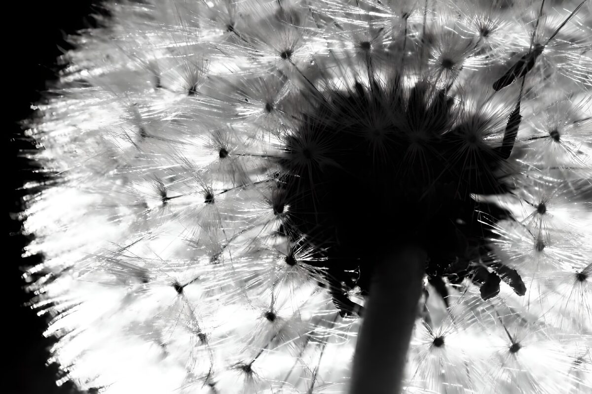 WCUK26978: Flower photo 45