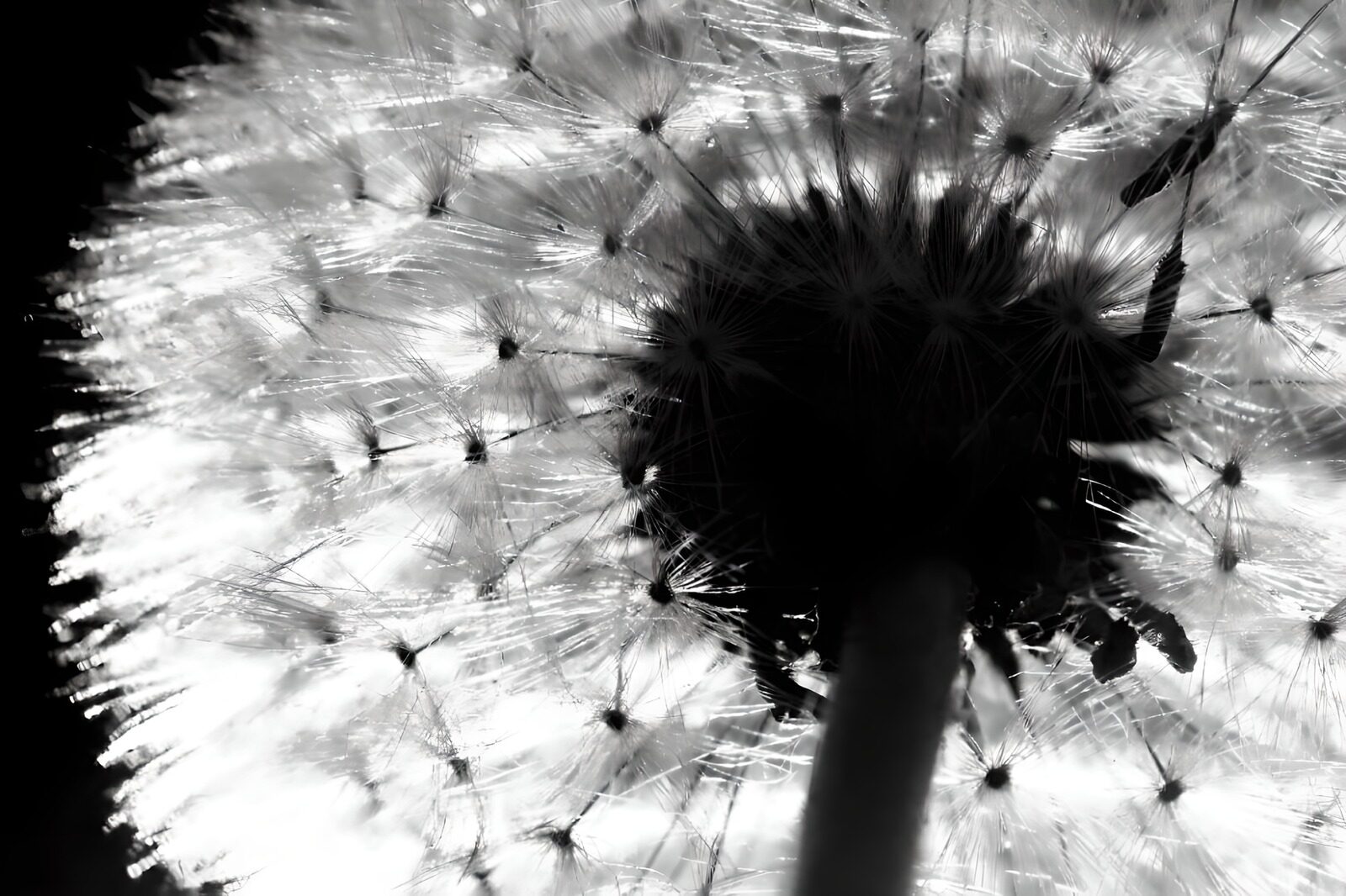 WCUK26978: Flower photo 45