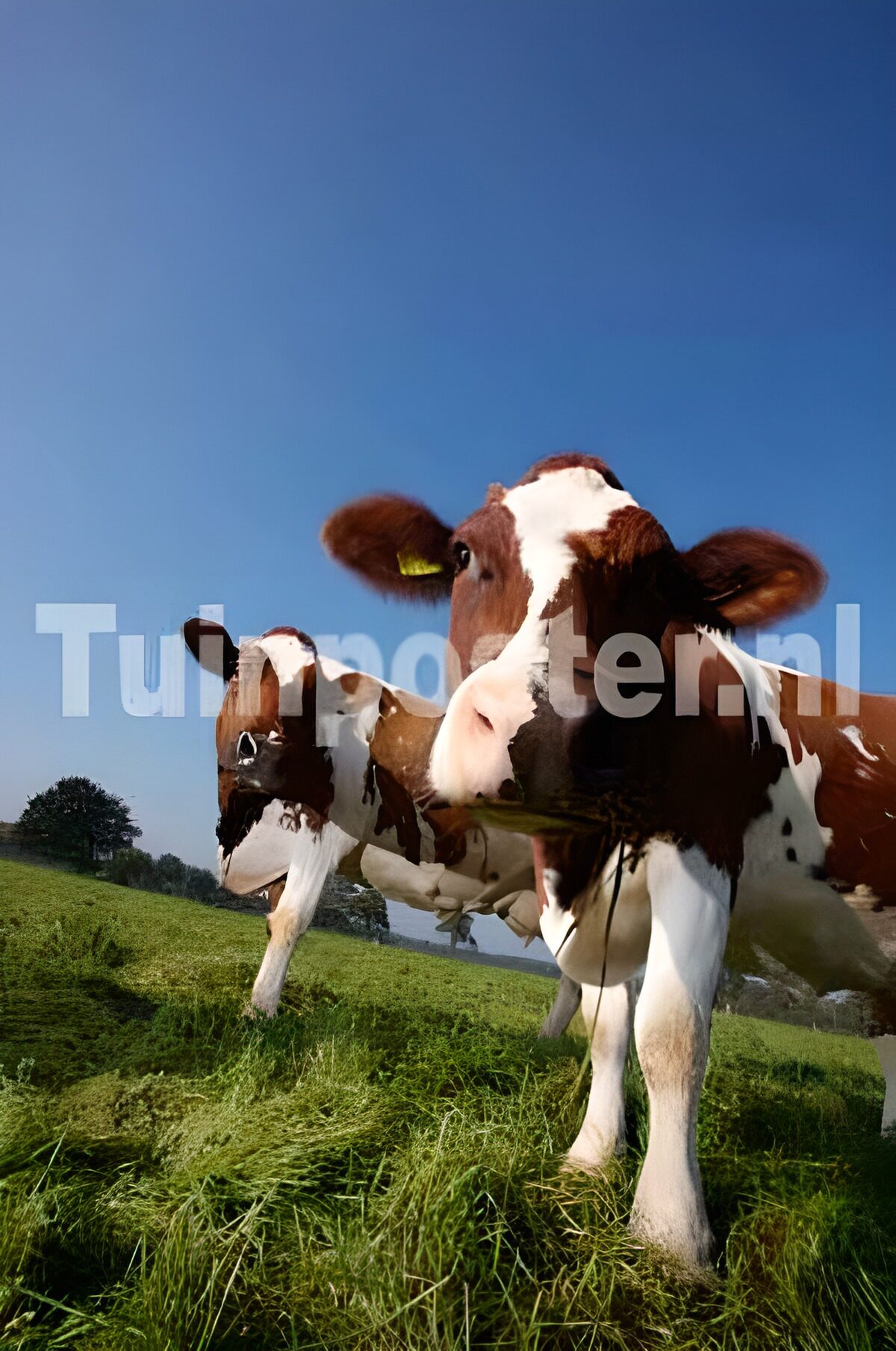 WCUK51478: Cows in meadow 1