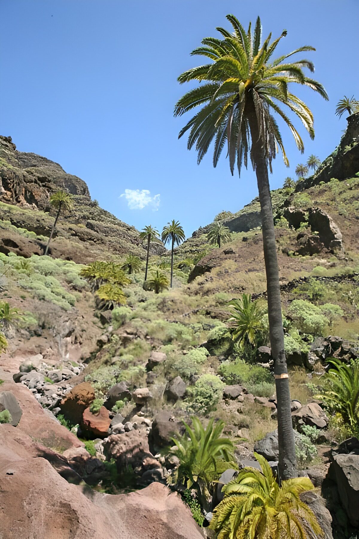 WCUK58273: La Gomera 15