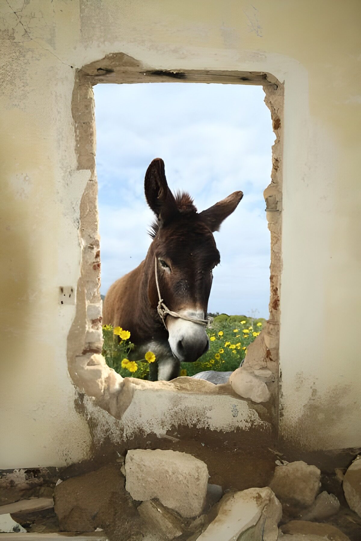 WCUK66502: Donkey looking through hole in the wall