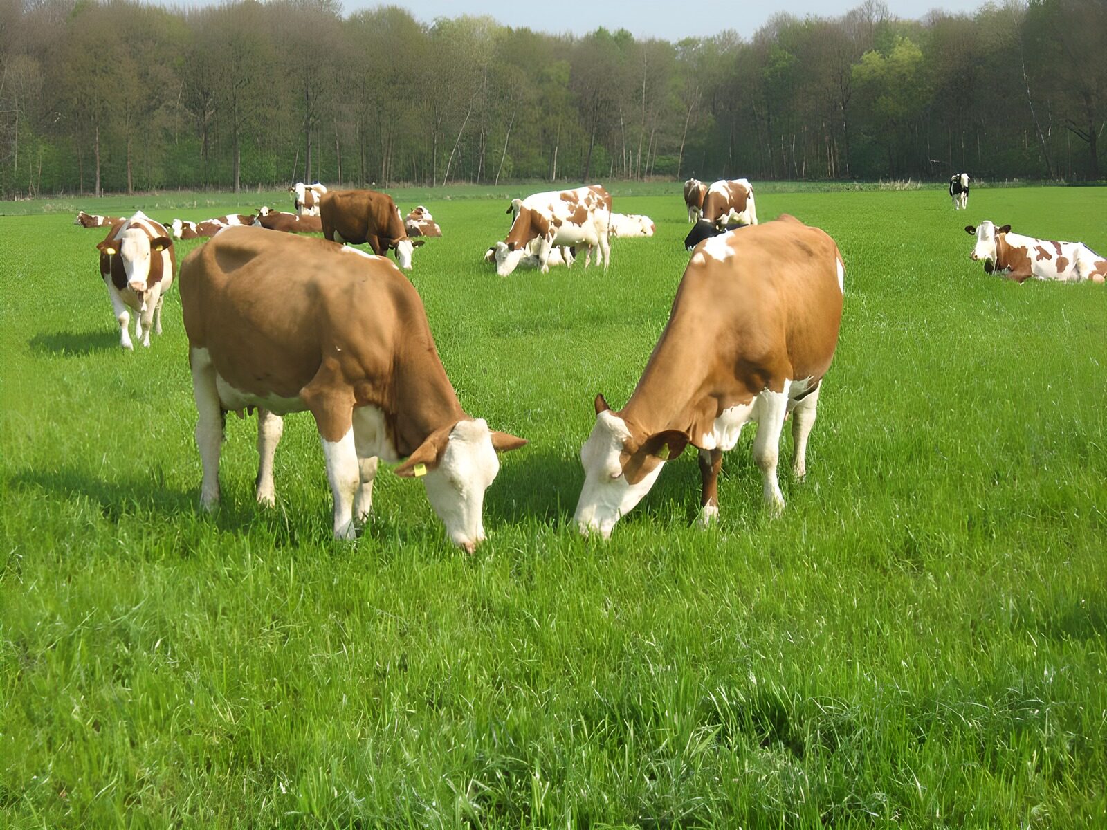 WCUK82711: Cows 3
