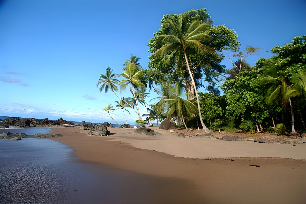 WCUK37465: Palm tree, beach on Costa Rico version 1