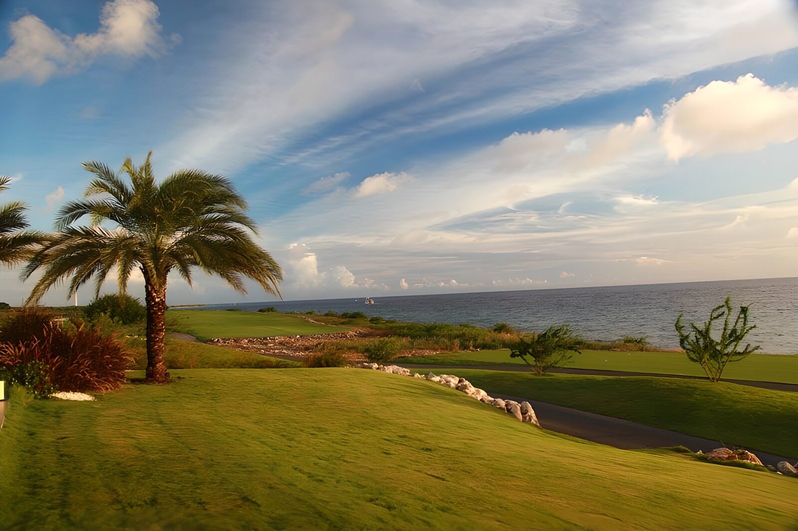 WCUK89508: Grass with palm tree  in the evening sun