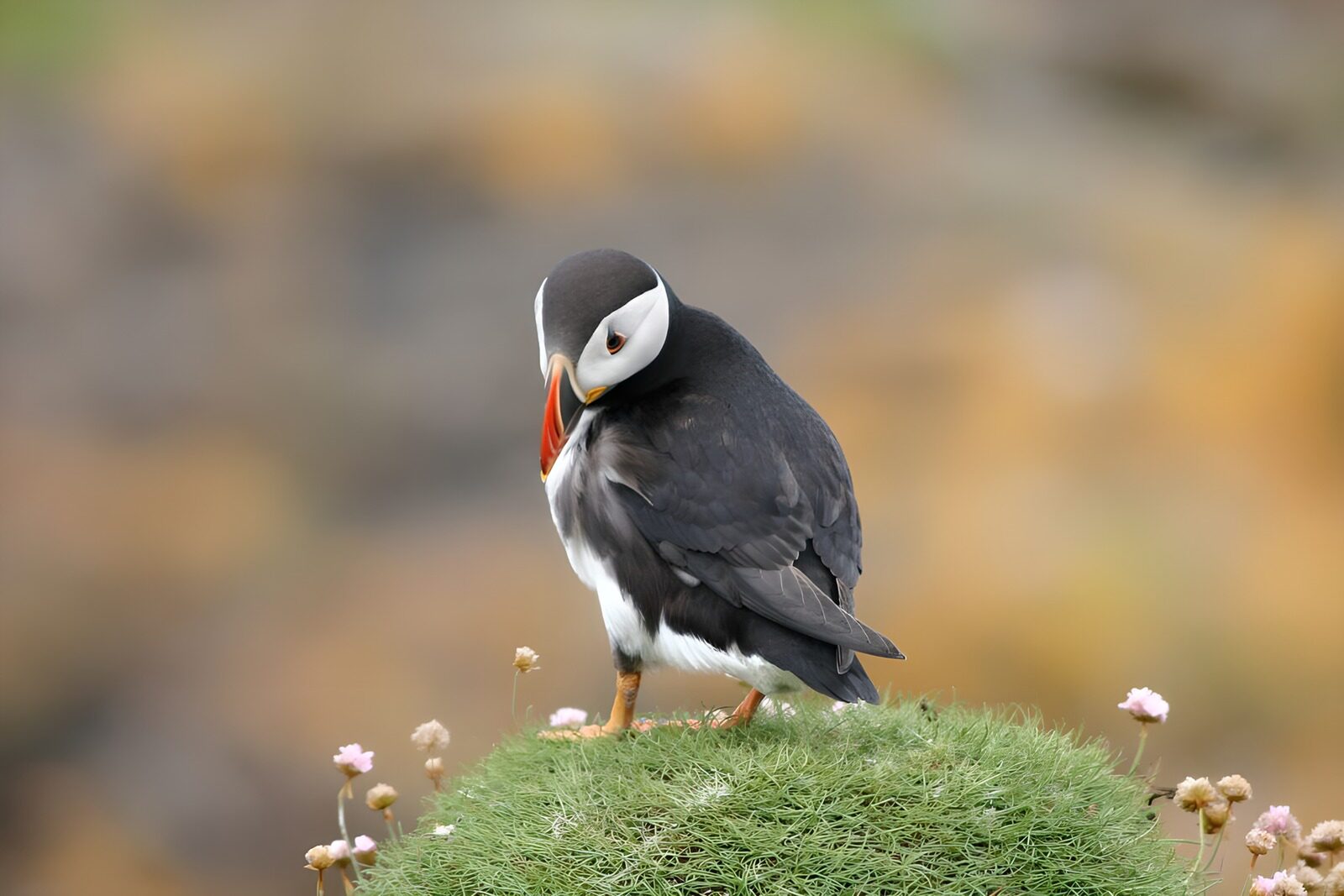 WCUK97050: Puffin on grass