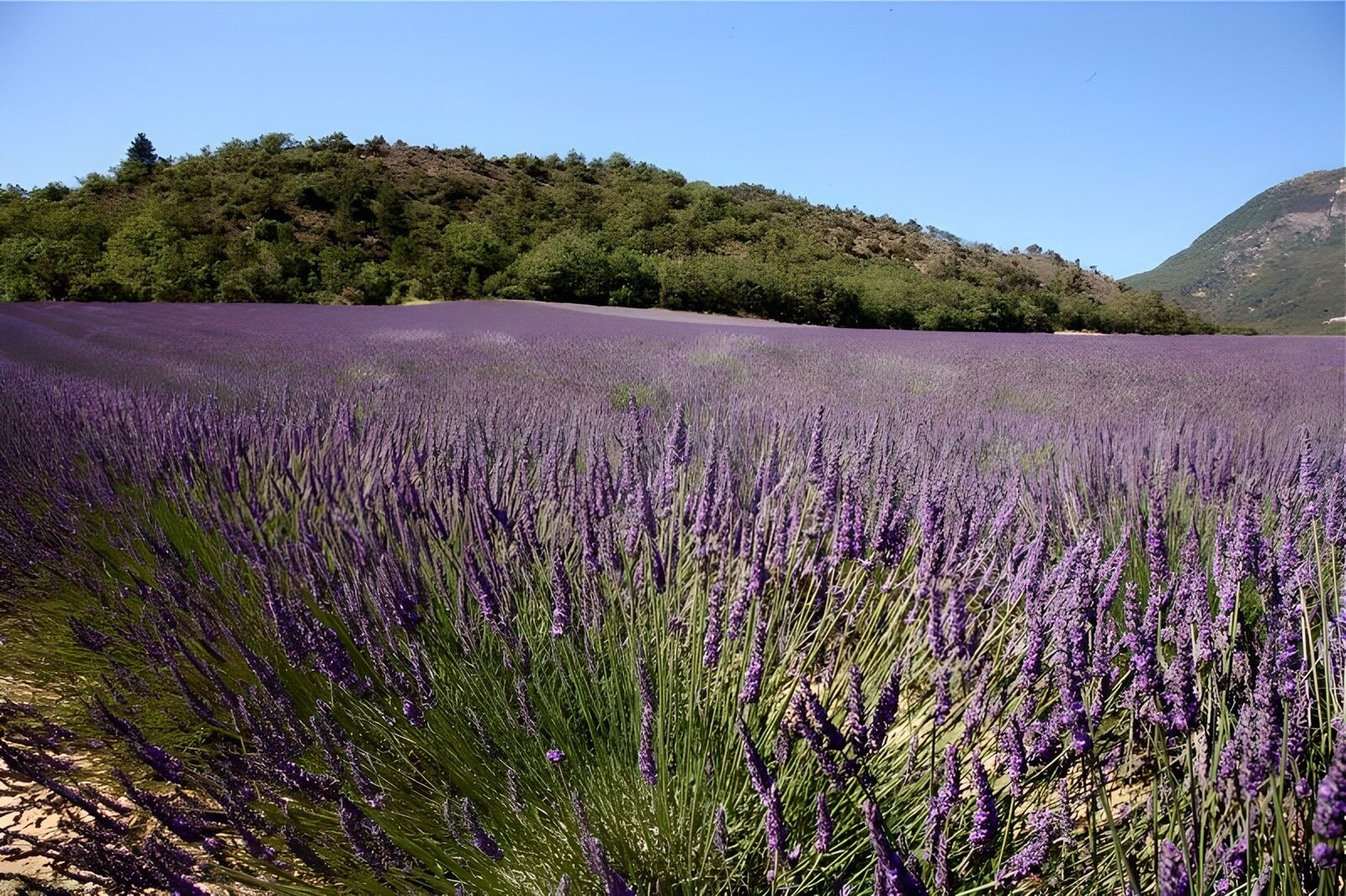 WCUK12177: Lavender field 4