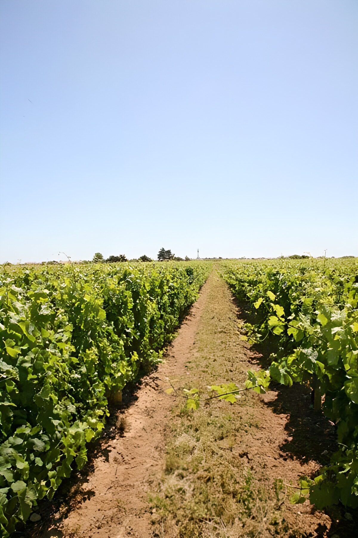 WCUK56650: Large orchard wirh clear skies