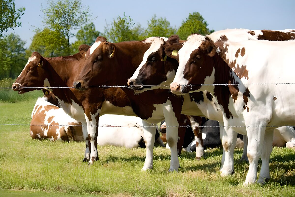 WCUK68108: Cow 18