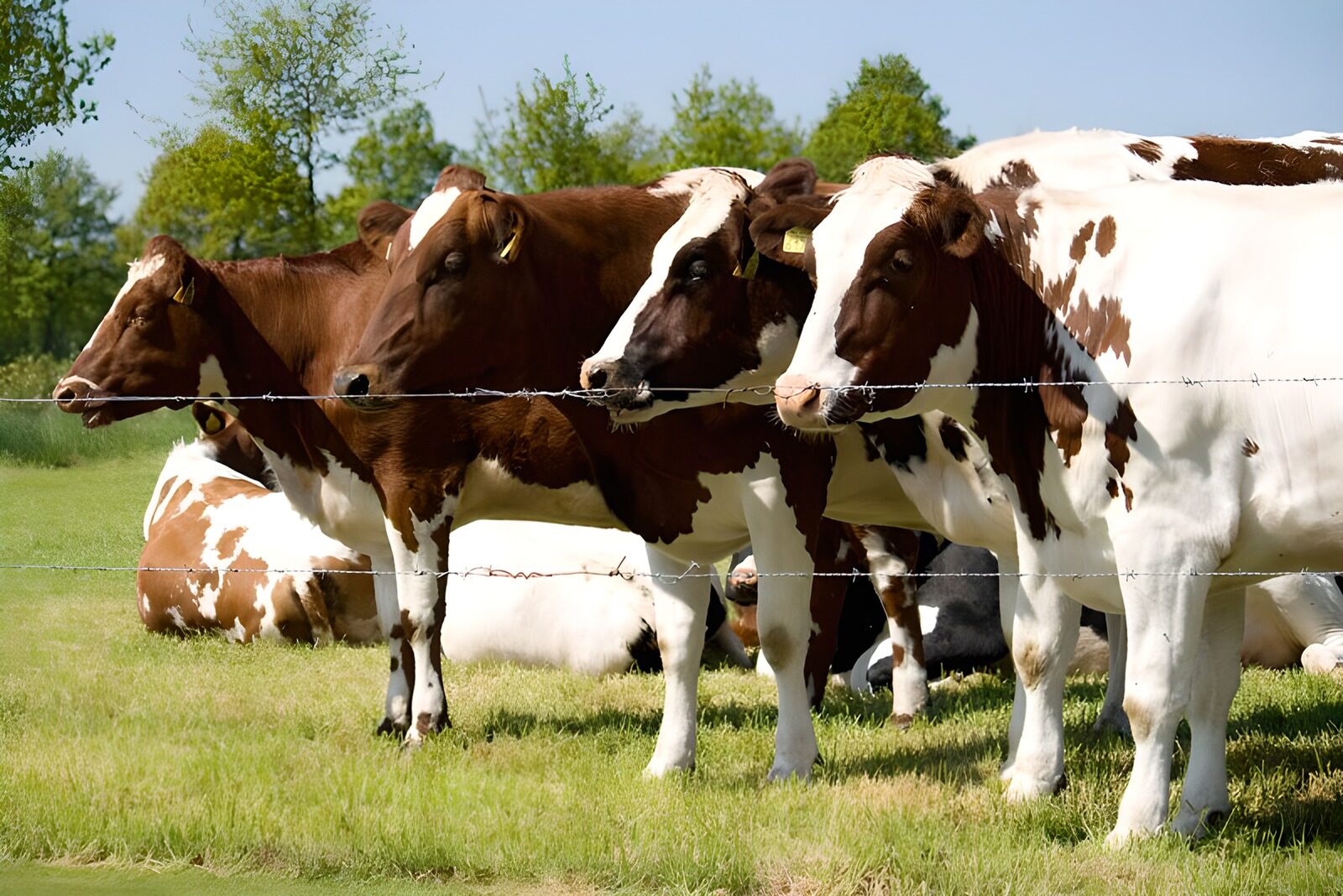 WCUK68108: Cow 18