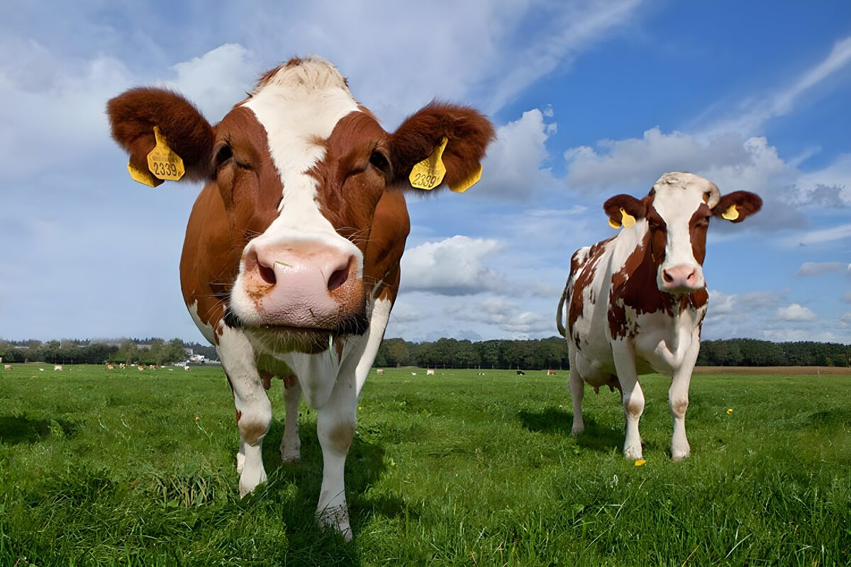 WCUK30290: Two cows walking towards camera in field
