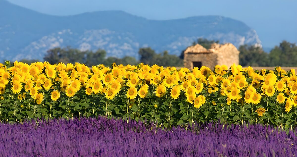 Lavender field with sun flowers and old house