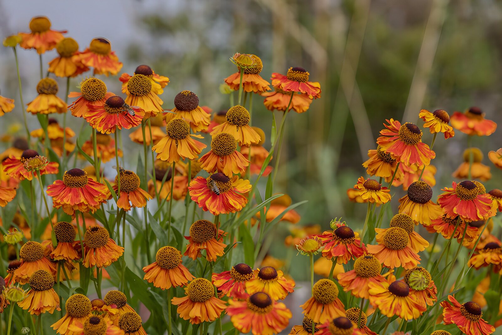 WCUK7778076