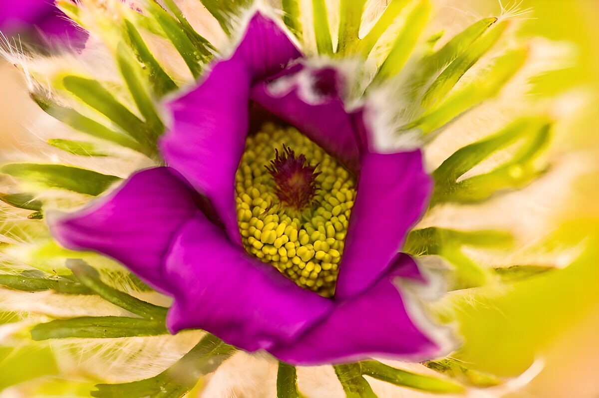 WCUK34336: Flower photo 155