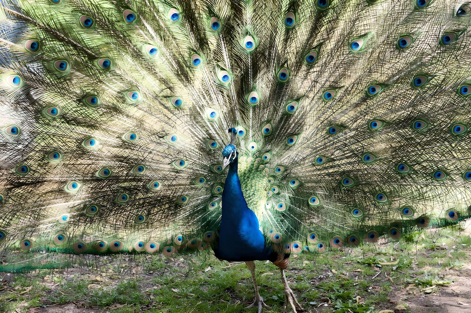 WCUK41501: 91350