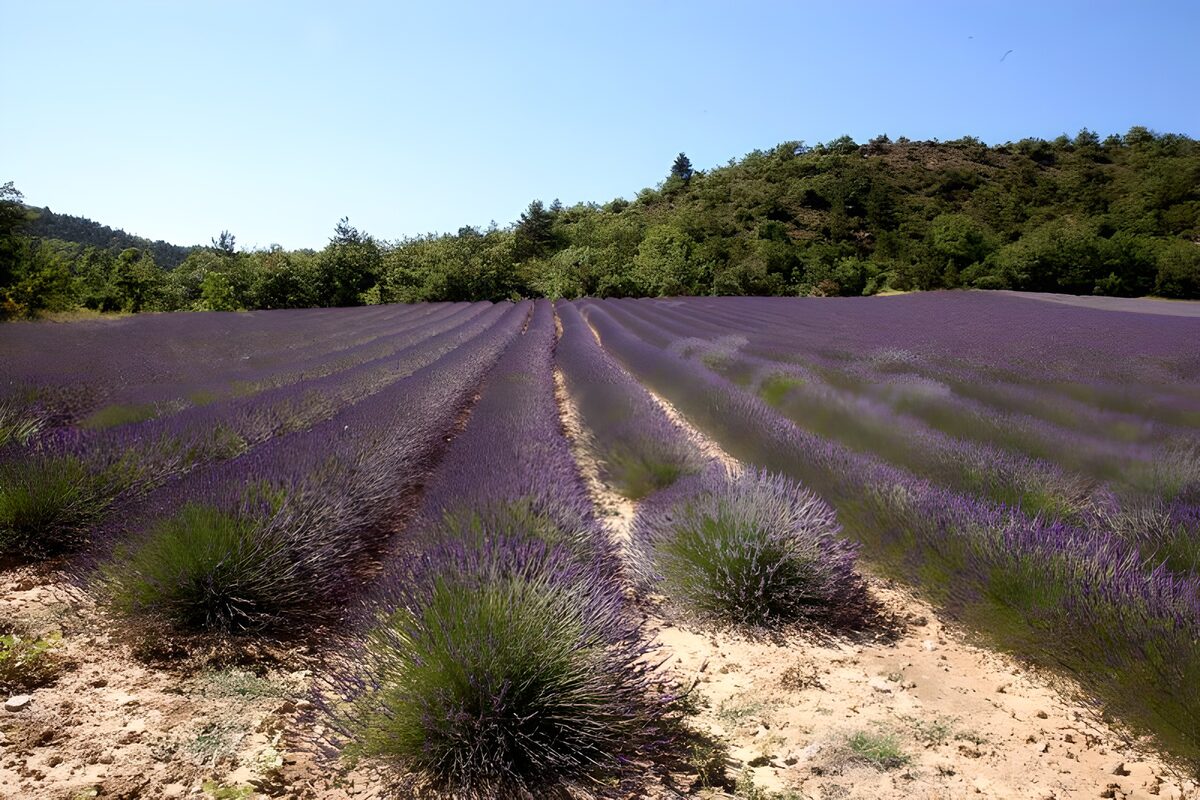 WCUK26957: Lavender field 3