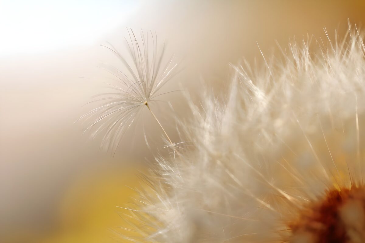 WCUK59859: Flower photo 38