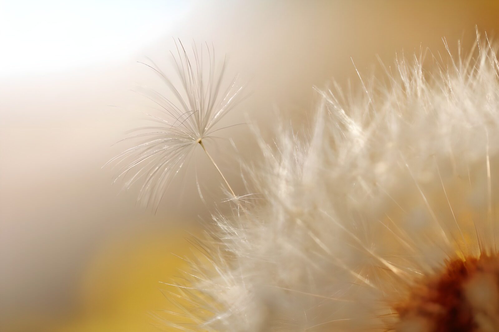 WCUK59859: Flower photo 38